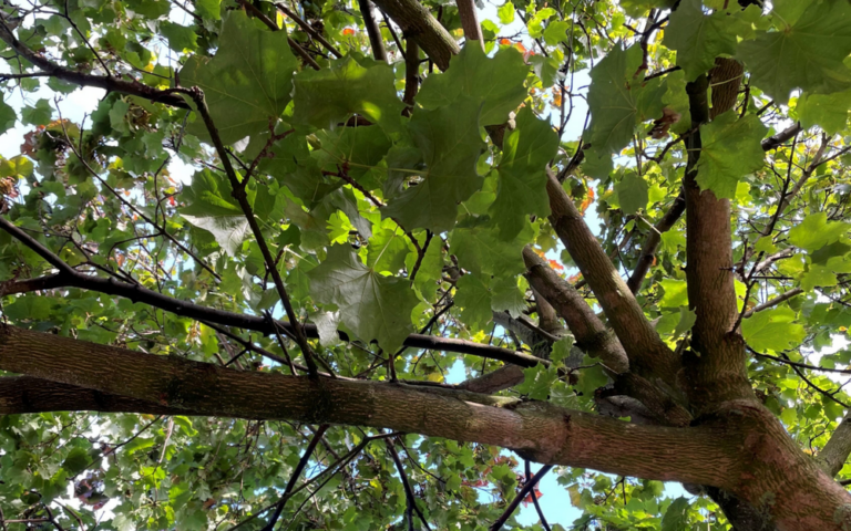 Baumschutz: Osnabrück stellt Weichen für besseren Schutz wertvoller Bäume